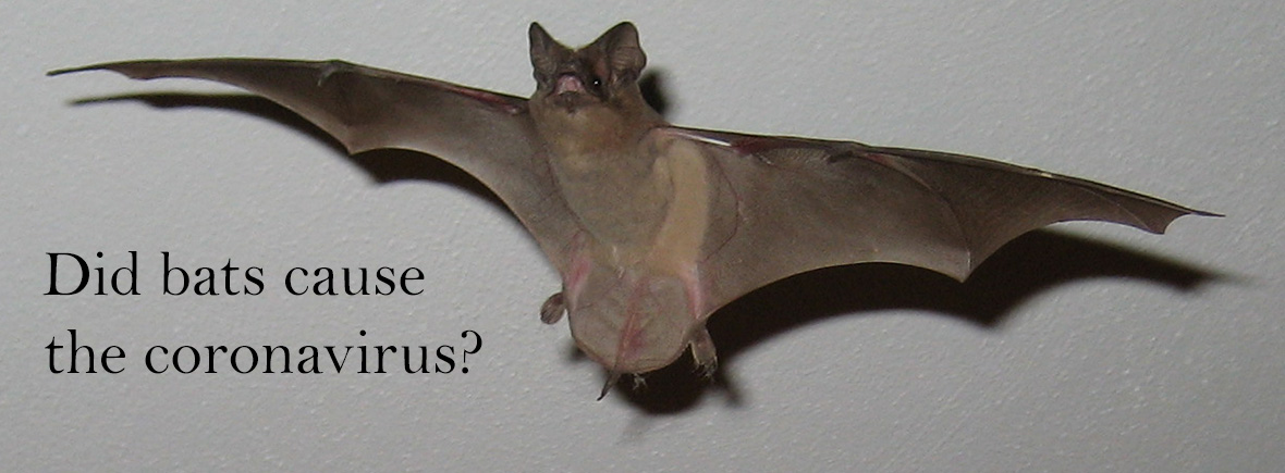 Did Bats Cause Coronavirus?